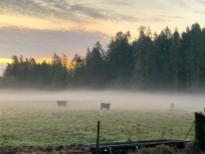 Cows in the morning fog